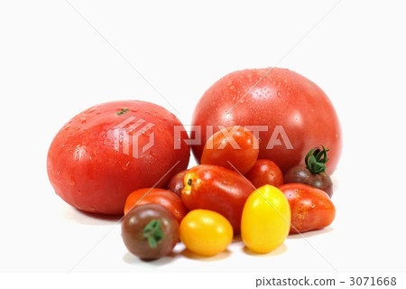 Fresh tomatoes large and small white back side lateral position Fresh tomatoes large and small white back side lateral position 3071668
