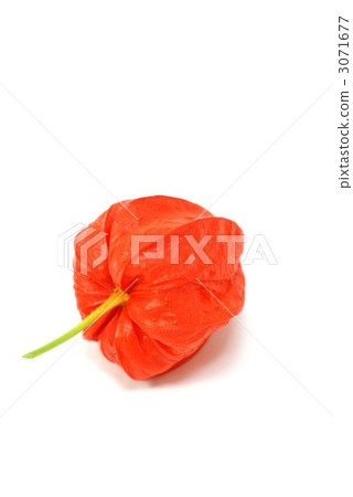 Summer noodle 1 fruit length vertical position Summer noodle 1 fruit length vertical position 3071677