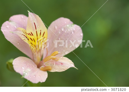 Alstroemeria 3071820