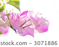 Bougainvillea 3071886