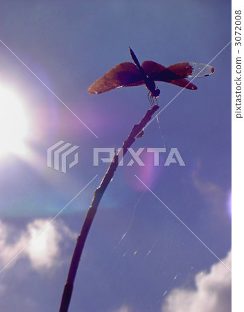 蝴蝶蜻蜓和陽光在夏天 3072008