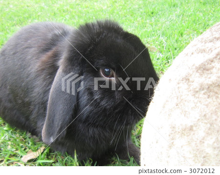 rabbit, small animal, ball 3072012