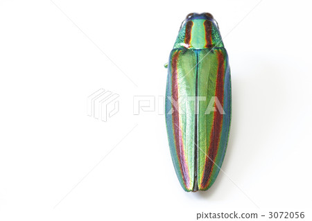 A badger beetle A badger beetle 3072056