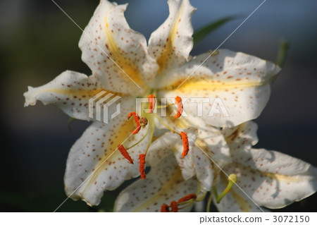 山百合花 3072150