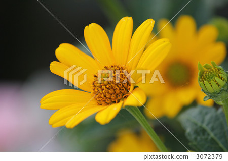 迷你向日葵 向日葵 花朵 3072379