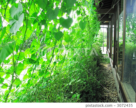 Green Curtain Green Curtain 3072435