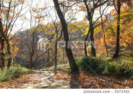 thicket, coppice, thickets 3072481