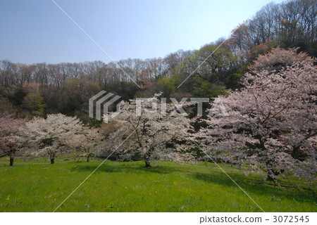 櫻花 櫻 賞櫻 3072545