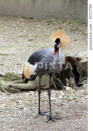 White-crowned crane 3072799