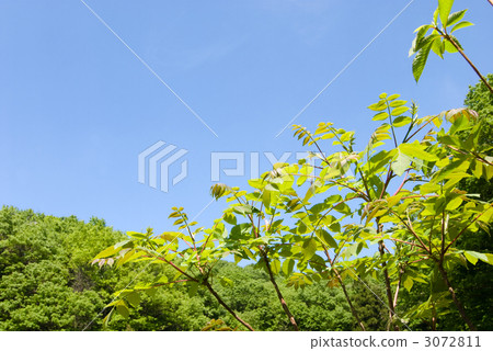 Urushi樹和藍天在新鮮的綠色森林裡 3072811