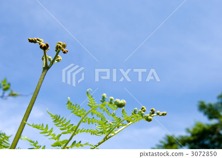 Buds and blue sky of bracken Buds and blue sky of bracken 3072850