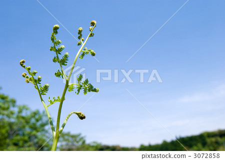 Buds and blue sky of bracken Buds and blue sky of bracken 3072858