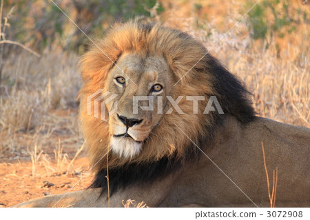 在南非的野生動物園 3072908