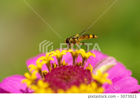 Hypnotis and bees Hypnotis and bees 3073021