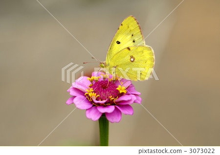 Yellow butterfly stopping at Besshi Yellow butterfly stopping at Besshi 3073022