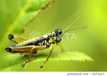 Locust Locust 3073023