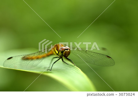Dragonfly Dragonfly 3073024