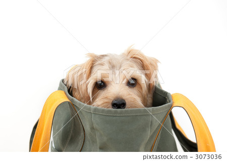 Dog in bag 3073036