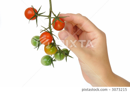 收穫迷你番茄 收穫迷你番茄 3073215