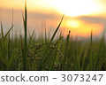 paddy, rice plant, ear of rice 3073247