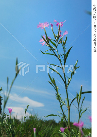 Kawaranadeshiko 3073264