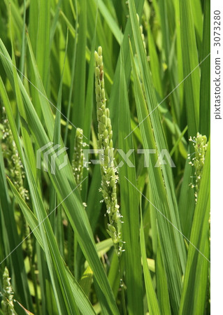 Premonition of good harvest this year 3073280