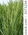 Premonition of good harvest this year 3073294