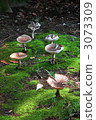 A mushroom umbrella opened. 3073309