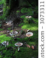 A mushroom umbrella opened. 3073311