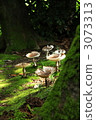 A mushroom umbrella opened. 3073313