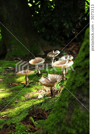 A mushroom umbrella opened. 3073313
