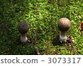 Green moss and mushroom. 3073317