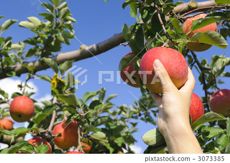 Apple hunting Apple hunting 3073385