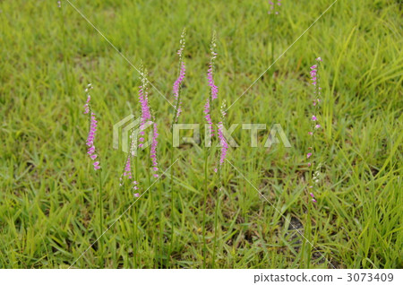   Shinshu Koda Kogen 3073409