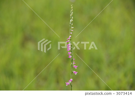   信州高田高原 3073414