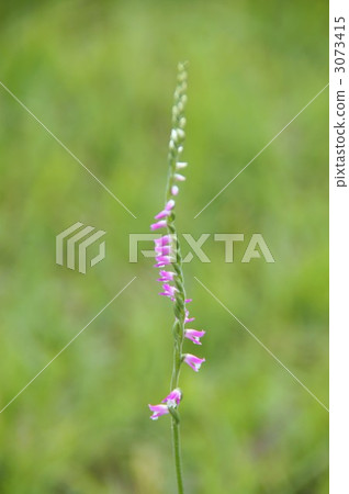   信州高田高原 3073415