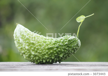 bitter gourd bitter gourd 3073443