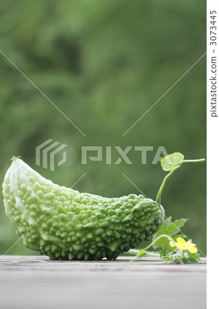 bitter gourd 3073445