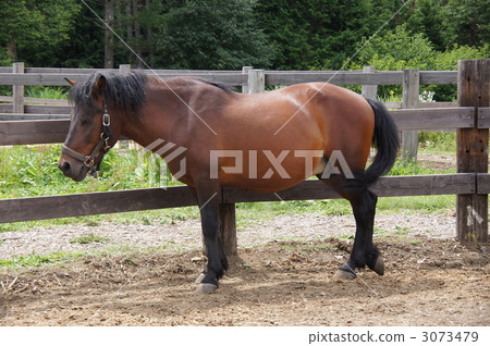 信州高田高原“Kiso Ma馬場” 3073479