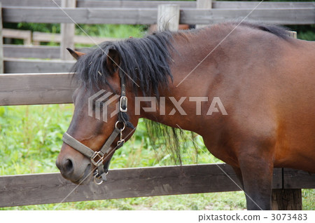 Shinshu Koda Kogen "Kiso Ma horse farm" Shinshu Koda Kogen "Kiso Ma horse farm" 3073483