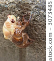 Emergence of Abra Zemi 3073485