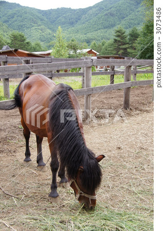 Shinshu Koda Kogen "Kiso Ma horse farm" Shinshu Koda Kogen "Kiso Ma horse farm" 3073486