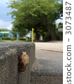 Emergence of Abra Zemi 3073487