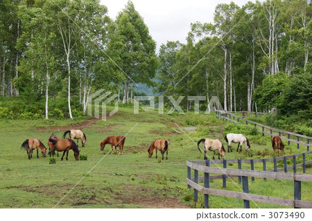 信州高田高原“Kiso Ma馬場” 3073490
