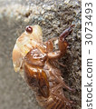Abrasse Emergence 3073493