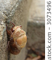 Abrasse Emergence 3073496