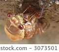 Emergence of Abra Zemi 3073501