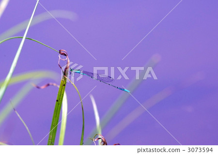 paracercion hieroglyphicum, damselfly, dragonfly 3073594