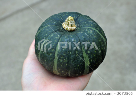 pumpkin pumpkin 3073865