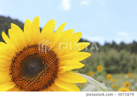 sunflower sunflower 3073879